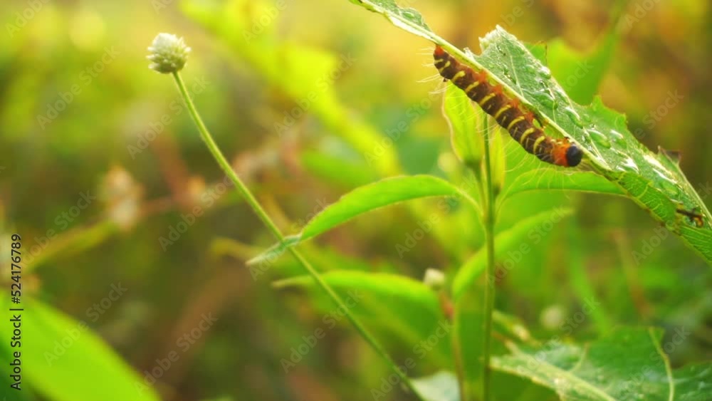 caterpillars on the leaf in the morning. caterpillar on plant moving. Lymantria dispar. 4K videos. caterpillars on the leaf in the morning. caterpillar on plant moving. Lymantria dispar. 4K videos.