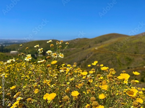 yellow flowers overlooking the hillside of ventura