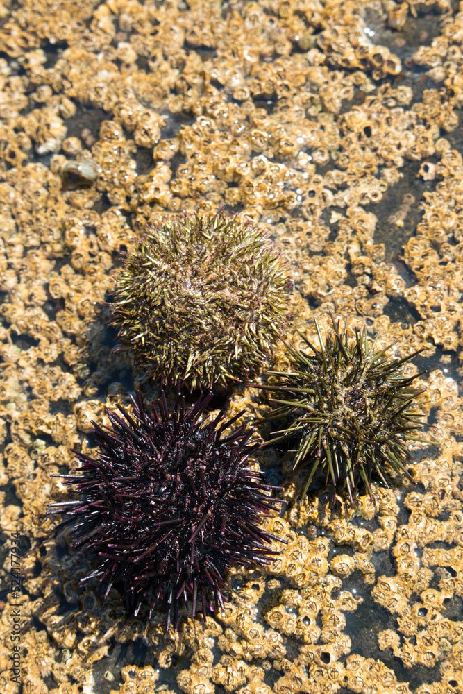 Fototapeta premium Sea urchins on barnacles on rock
