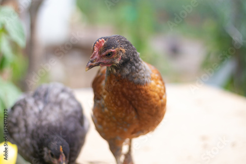 Young laying hens on the farm are brown and black, poultry, chickens are looking with curiosity