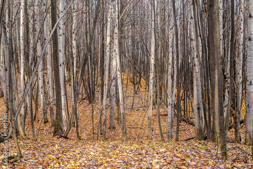 Trees in the autumn forest © Евгений Плишкин