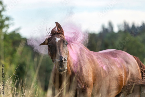 Portrait of a beautiful dark chestnut arabian horse crossbreed mare on a meadow in summer outdoors during sundown