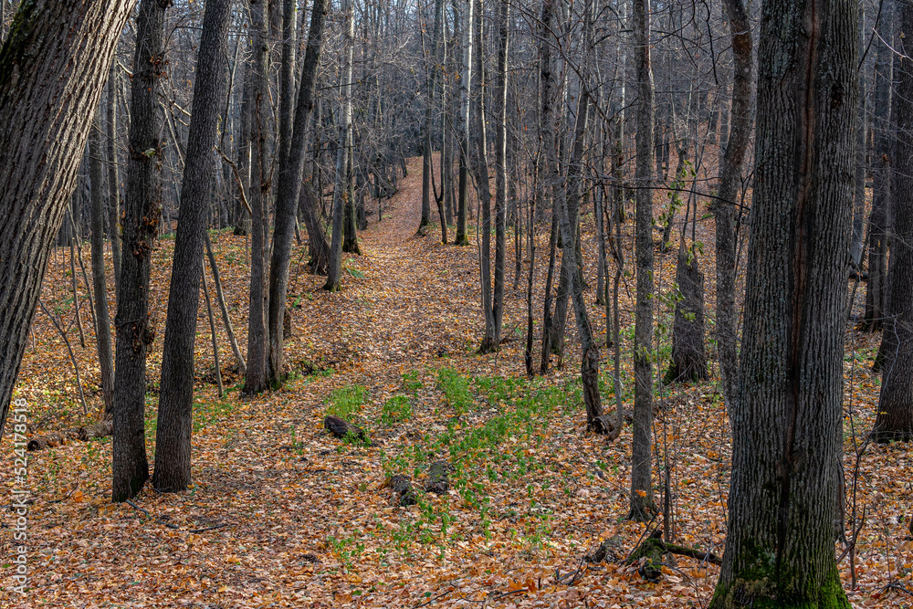 Fototapeta premium Autumn forest