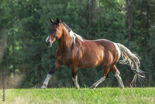 Portrait of a bayutiful pinto horse on a meadow in late summer outdoors during sundown in front of a rural landscape