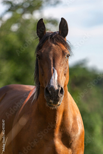 Portrait of a bayutiful pinto horse on a meadow in late summer outdoors during sundown in front of a rural landscape