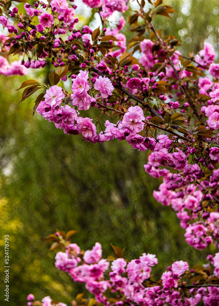 Obraz premium pink blossom