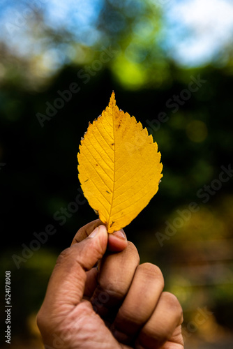 autumn leaves in hand