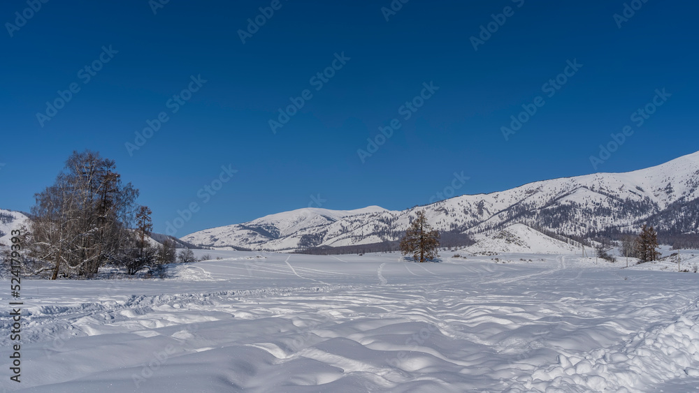 The valley is covered with pure white snow. Footprints and tire tracks in snowdrifts. Bare trees and a picturesque mountain range against a clear blue sky. Copy space. Altai