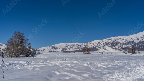 The valley is covered with pure white snow. Footprints and tire tracks in snowdrifts. Bare trees and a picturesque mountain range against a clear blue sky. Copy space. Altai © Вера 