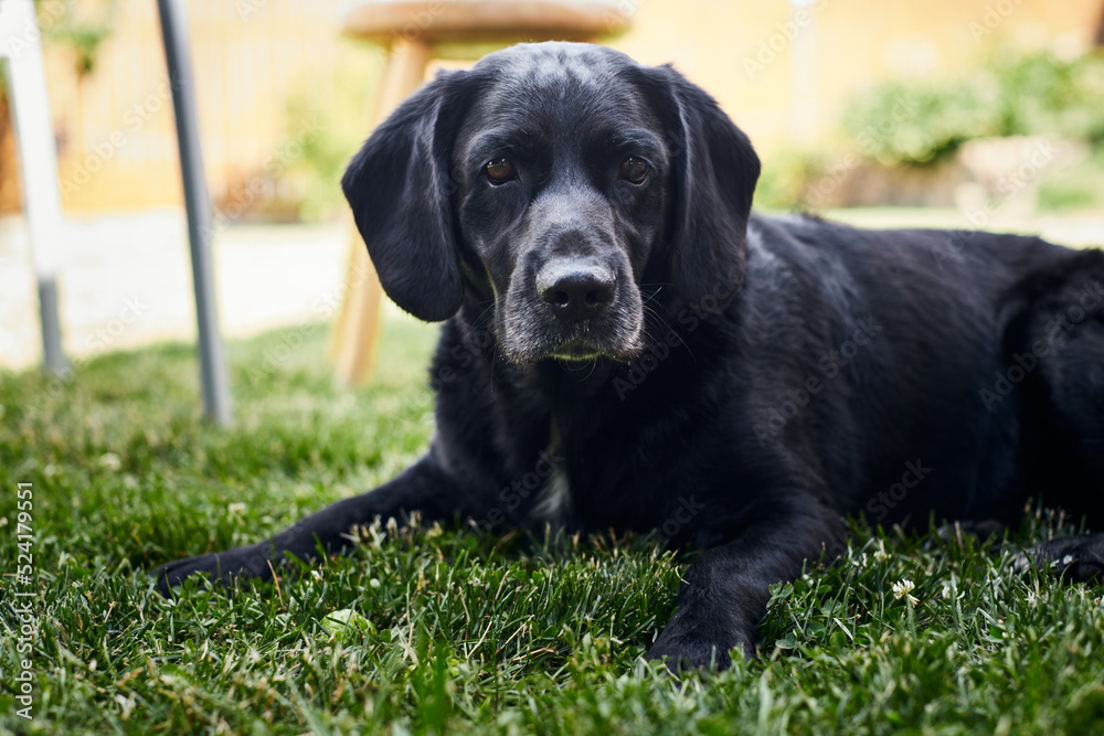 A young handsome labrador retriever on a country property lies on the lawn after a game. Front view. A young handsome labrador retriever on a country property lies on the lawn after a game. Front view.