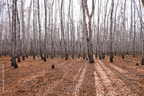 Birch forest