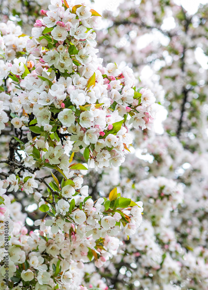 tree blossom tree blossom
