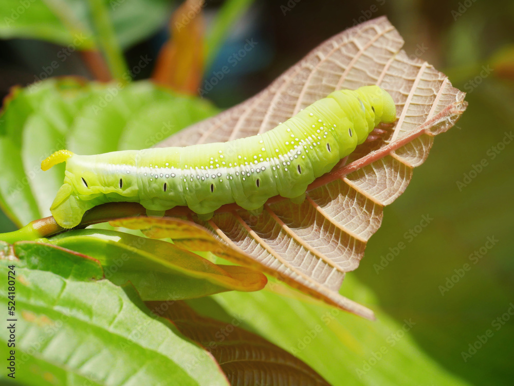 Big green caterpillars. On the leaves, the pests eat and damage. Stock