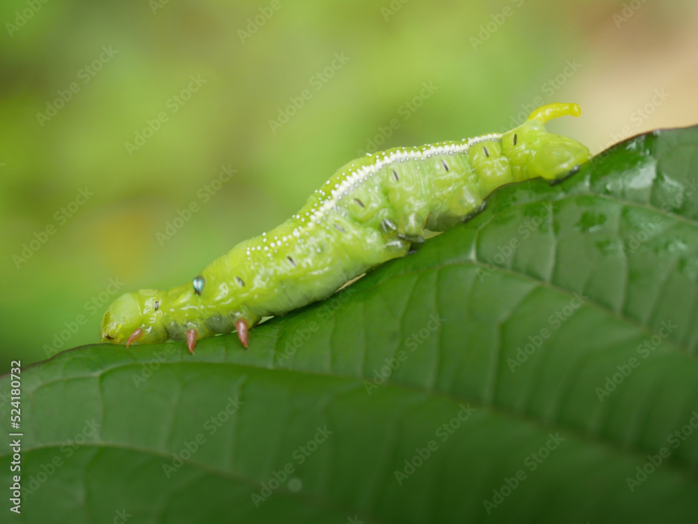 Big green caterpillars. On the leaves, the pests eat and damage. Big green caterpillars. On the leaves, the pests eat and damage.