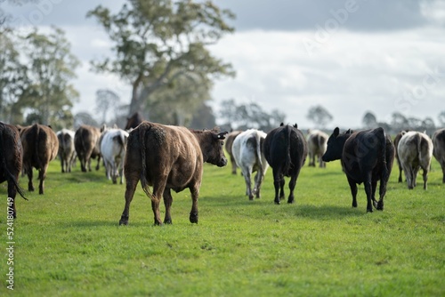 Herd of cows in a field, Beef cattle and cows in Australia © Phoebe