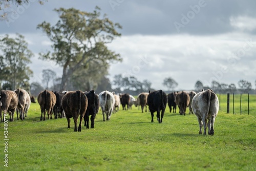 organic  regenerative  sustainable agriculture farm producing stud wagyu beef cows.