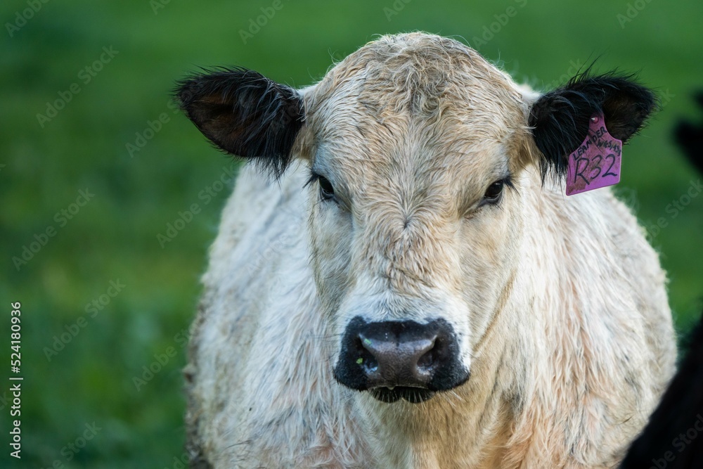 herding cattle livestock on a ranch in texas america herding cattle livestock on a ranch in texas america