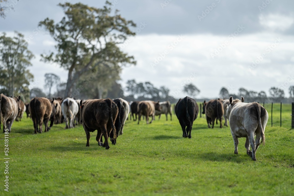 herding and mustering cows on a farm and ranch in spring in Australia. Aerial footage herding and mustering cows on a farm and ranch in spring in Australia. Aerial footage