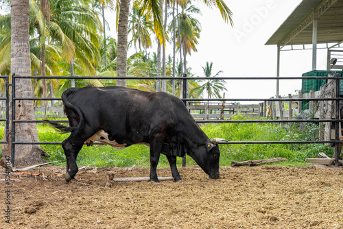 Black cow in the corral of a ranch in mexico surrounded by palm trees, copy space