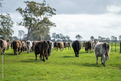 herd of cows in a field © William