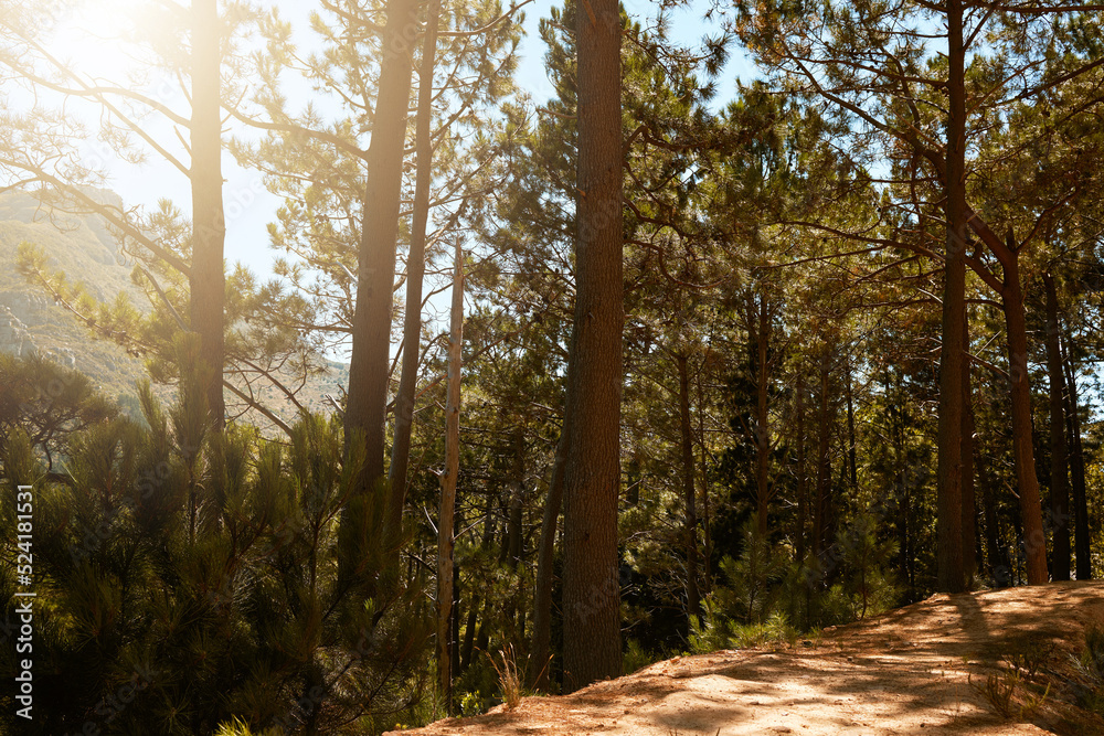 Obraz premium Wild pine trees growing in forest, woods and mountain with lens flare. Scenic landscape of tall, long and lush plants in nature outdoors. Peaceful, calm and natural view to hike, explore and travel