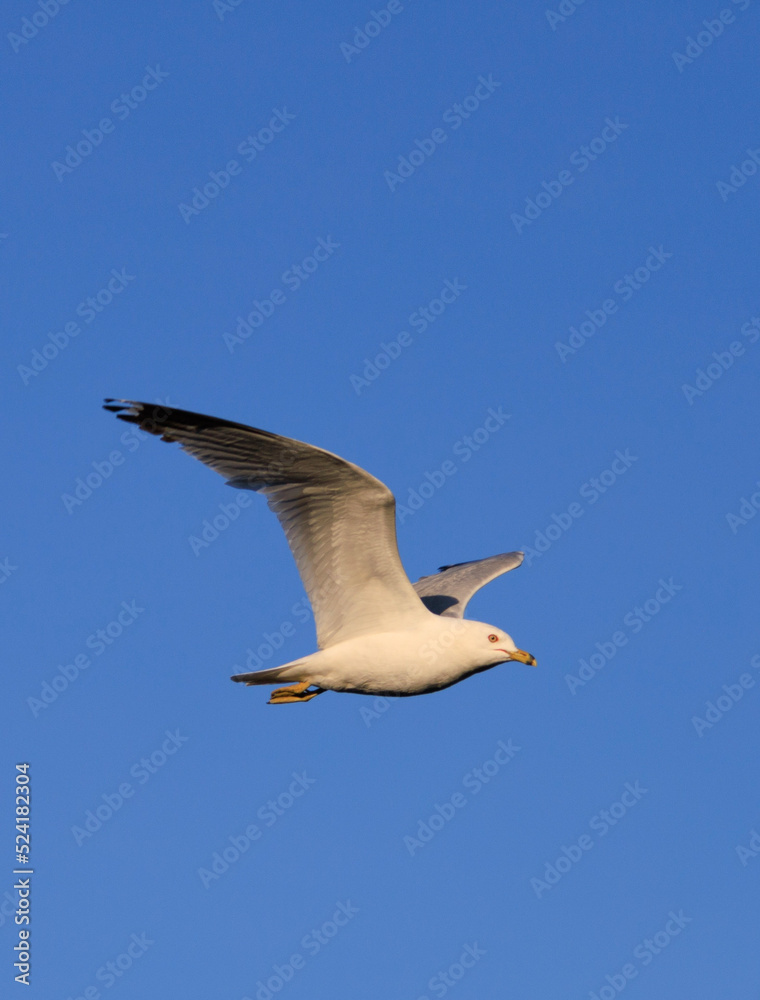 seagull in flight seagull in flight