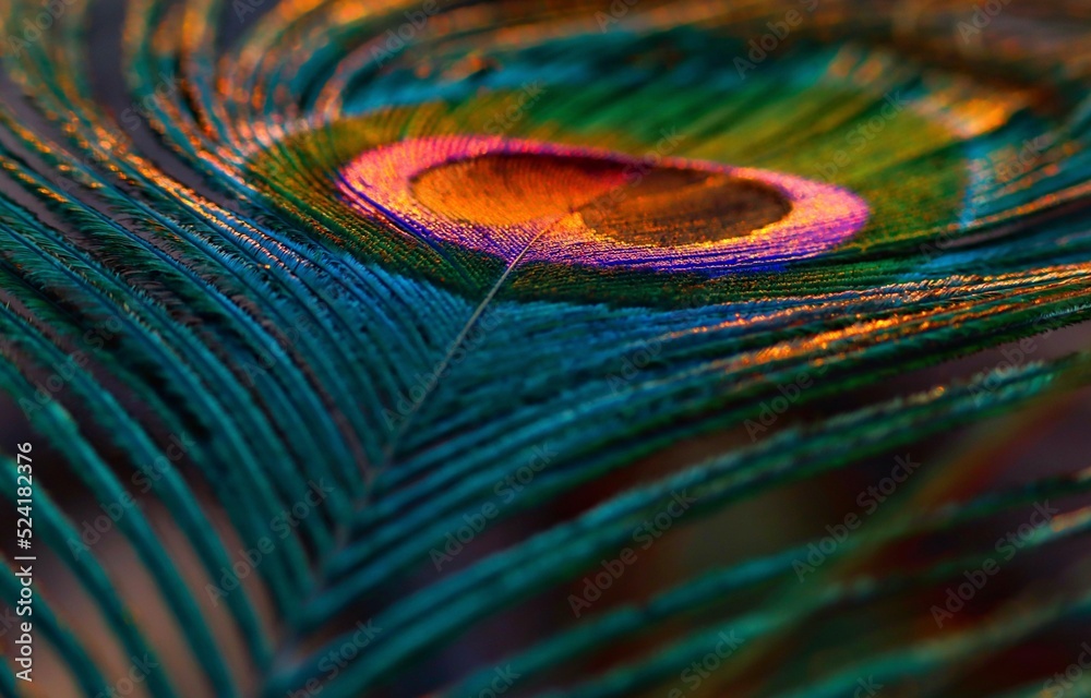 Fototapeta premium Feather. Feather background. Single feather. Peafowl feather. Peacock feather. Natural background. Abstract background. Colorful background.