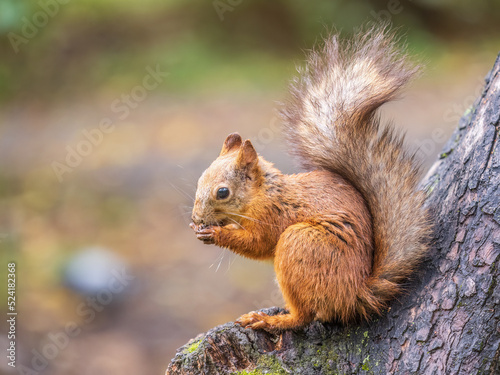 The squirrel with nut sits on tree in the autumn. Eurasian red squirrel, Sciurus vulgaris. © Dmitrii Potashkin