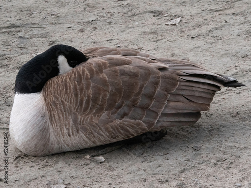 sleeping goose © Brent Barnsdale
