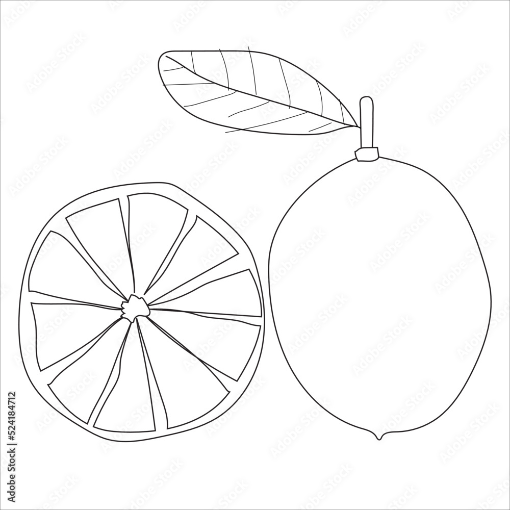 Vector illustration. Basic black lines of Common lime and leaf. Simple Common lime and leaf line design. half a lemon and whole lemon. white background abstract and isolated Vector illustration. Basic black lines of Common lime and leaf. Simple Common lime and leaf line design. half a lemon and whole lemon. white background abstract and isolated