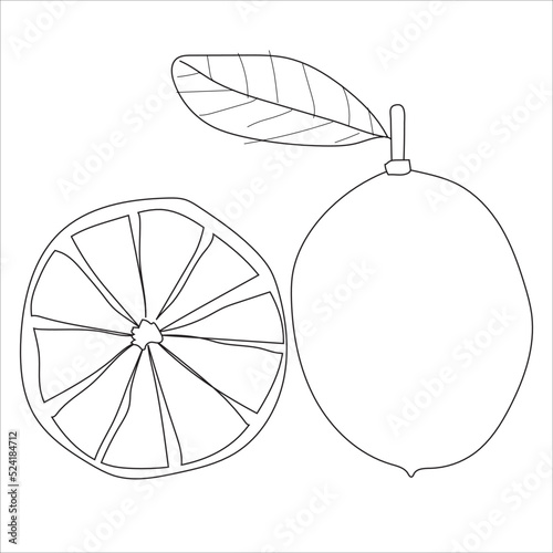 Vector illustration. Basic black lines of Common lime and leaf. Simple Common lime and leaf line design. half a lemon and whole lemon. white background abstract and isolated