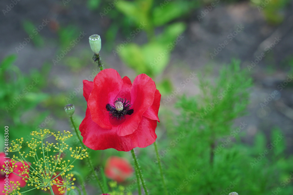 Obraz premium Red poppy flower on the garden bed. Top view