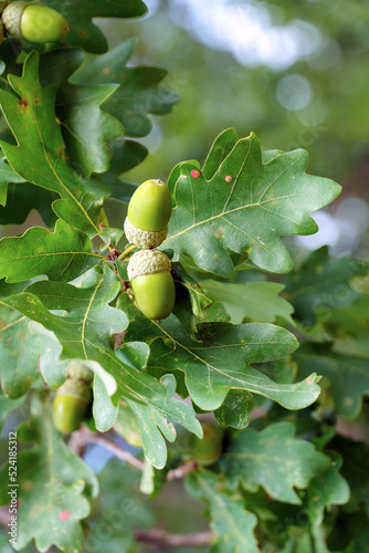 Ripe acorns on oak branches among green leaves