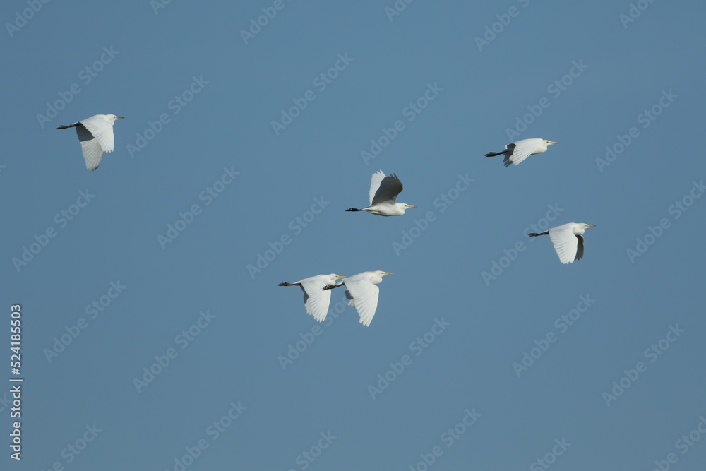 Obraz premium A flock of Cattle Egret, Bubulcus ibis, flying in the blue sky.
