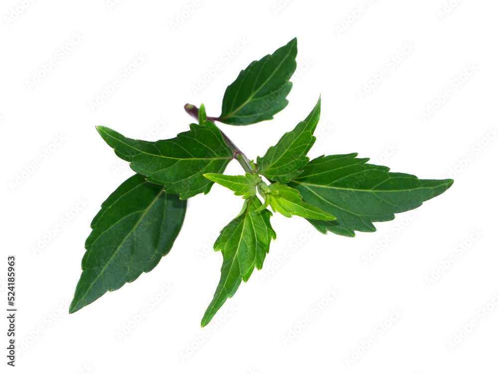 Close up Cat's whisker, Java tea, Misai kuching leaves on white background. Close up Cat's whisker, Java tea, Misai kuching leaves on white background.
