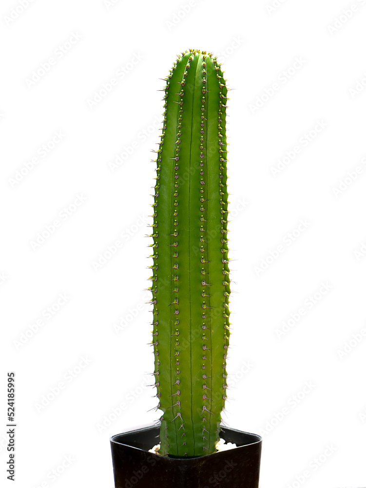 Close up of green tall cactus plant. Close up of green tall cactus plant.