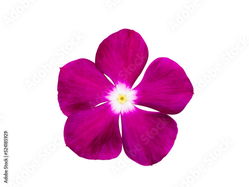 Close up Cape Periwinkle  Bringht Eye  Madagascar Periwinkle flower on white background.