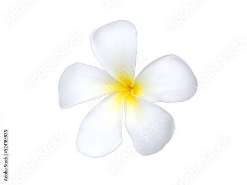 Close up White Frangipani flower on white background.