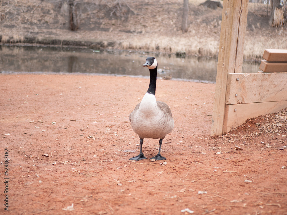 Fototapeta premium goose near creek