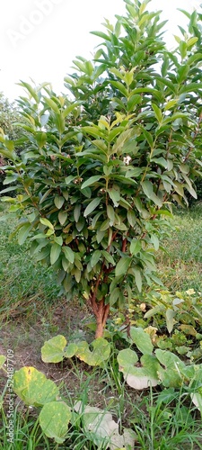 Guava plant in Garden 