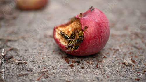 wasps eating rotting apple