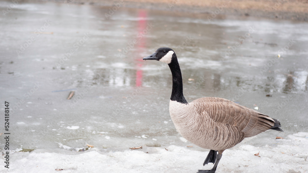 goose on snow goose on snow