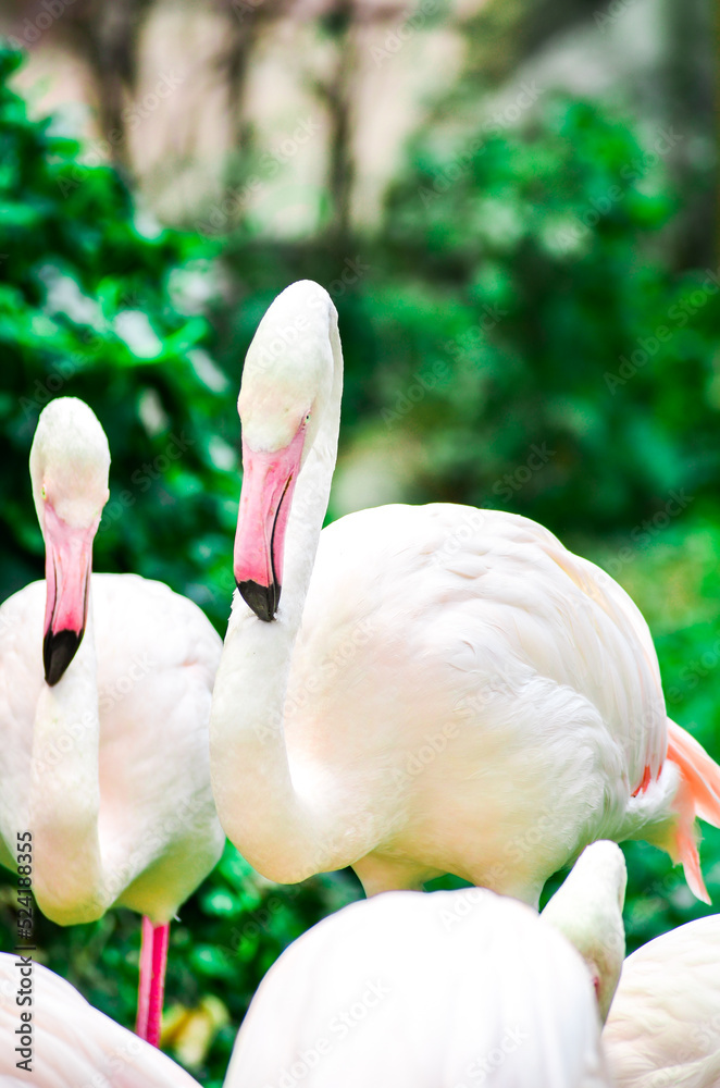 Naklejka premium Beautiful Pink Flamingo at the zoo