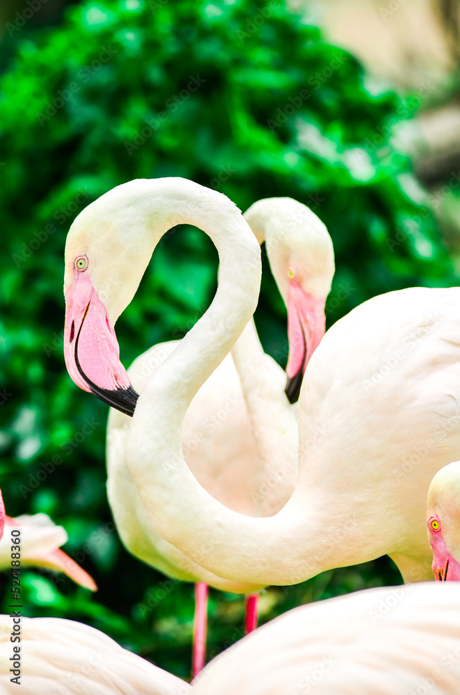 Naklejka premium Beautiful Pink Flamingo at the zoo