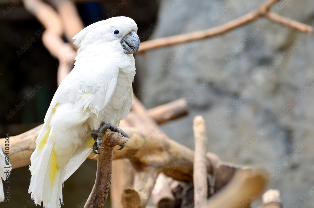 Sulphur-crested Cockatoo, Cacatua galerita parrot at the zoo