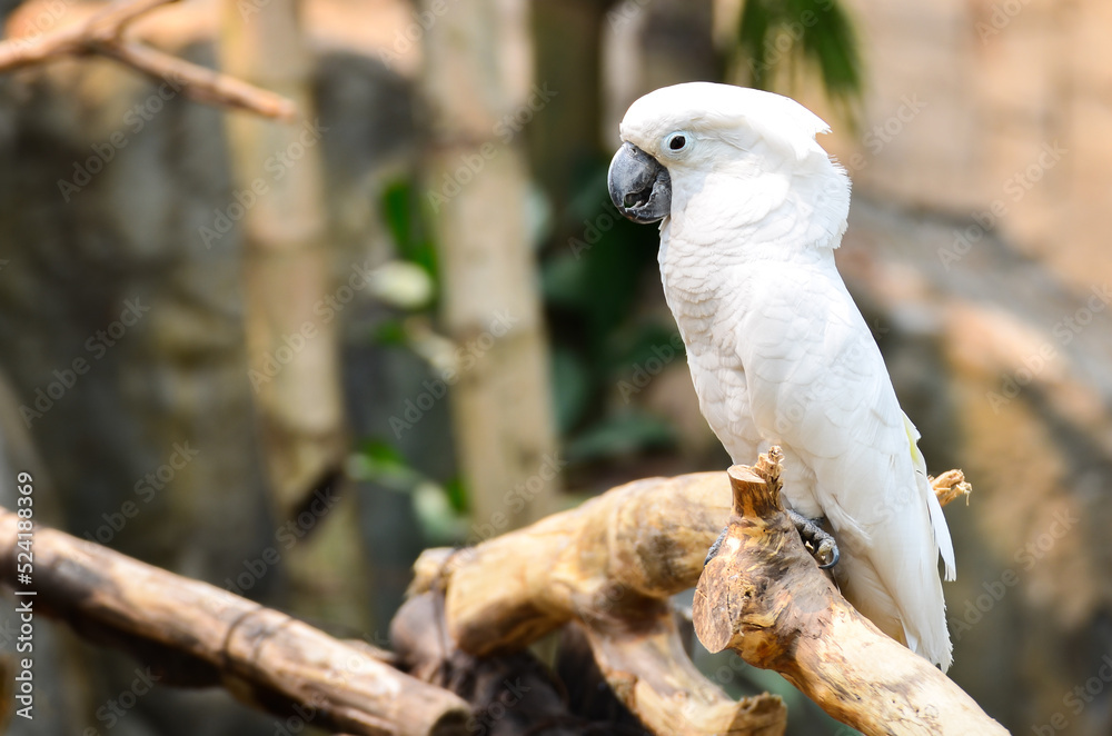 Sulphur-crested Cockatoo, Cacatua galerita parrot at the zoo Sulphur-crested Cockatoo, Cacatua galerita parrot at the zoo