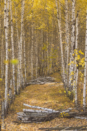 Fototapeta Naklejka Na Ścianę i Meble -  Autumn birch grove