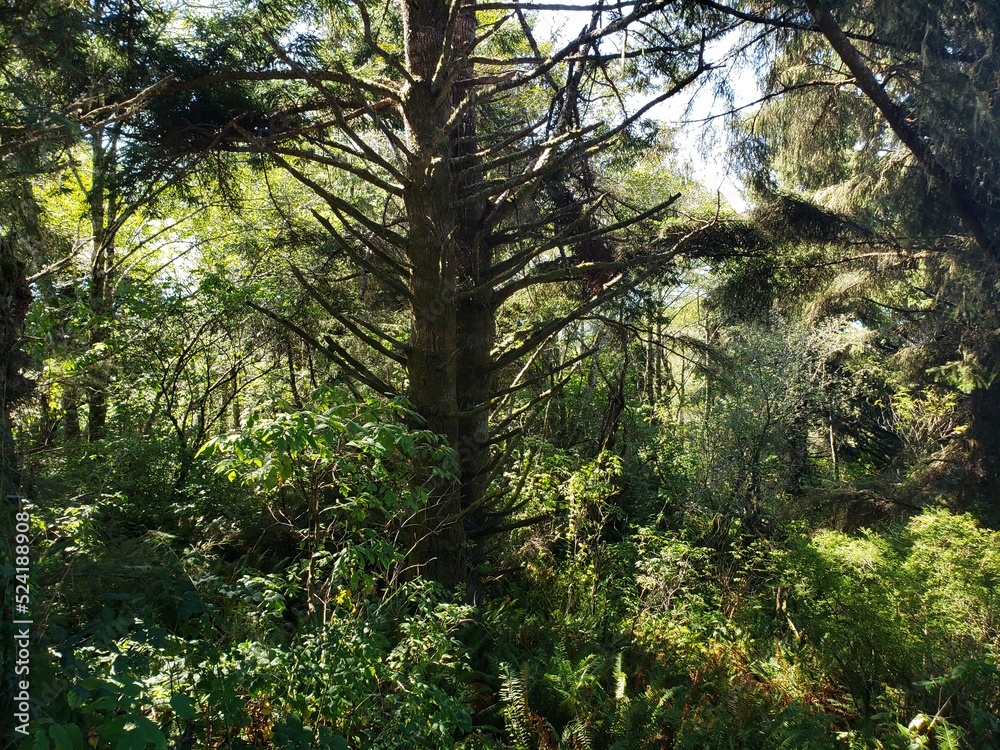 Fototapeta premium wildlife in the west