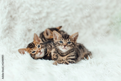 Three little bengal kittens on the white fury blanket