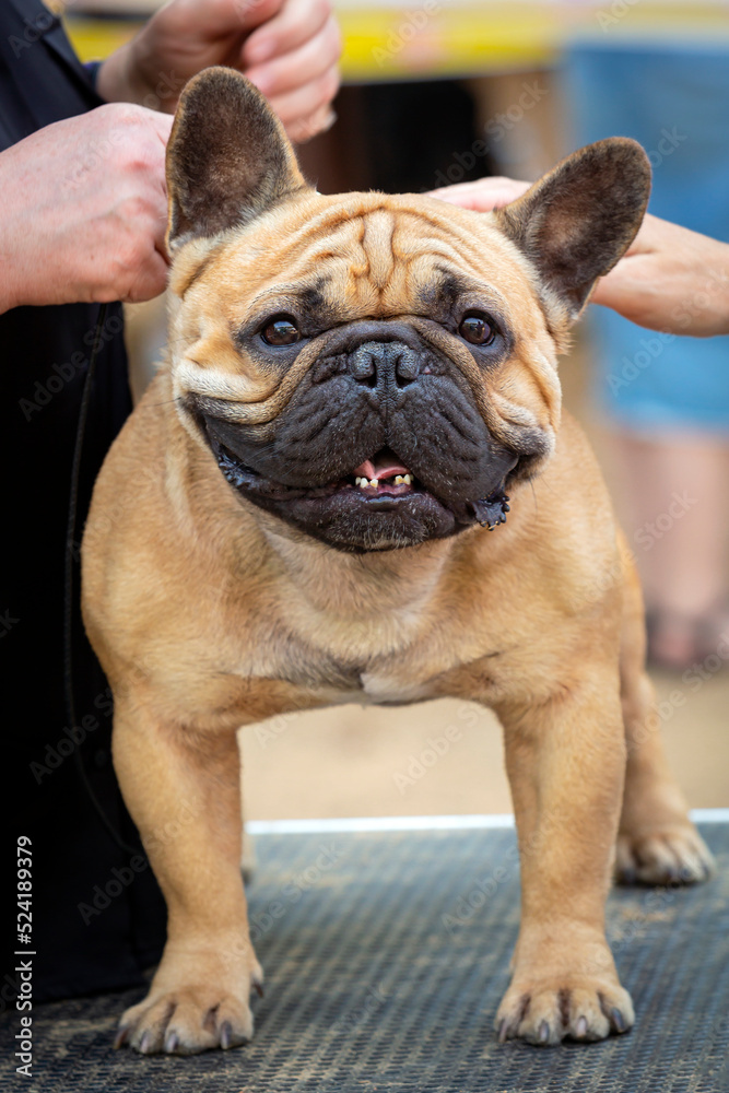 A French bulldog at a dog show. Posing in front of the jury.
